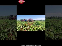 Η διαδικασία παραγωγής της πάστες ντομάτας με τύμπανο της Σιντζιάνγκ: Από τη συγκομιδή μέχρι την κονσερβοποίηση